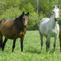 Broodmares and a foal