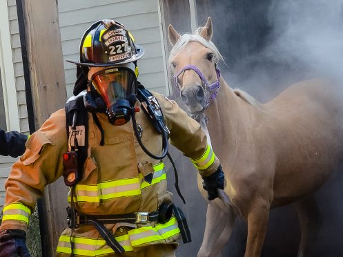 Firefighter rescuing horse from barn