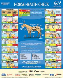 small picture of Horse Health Check Poster