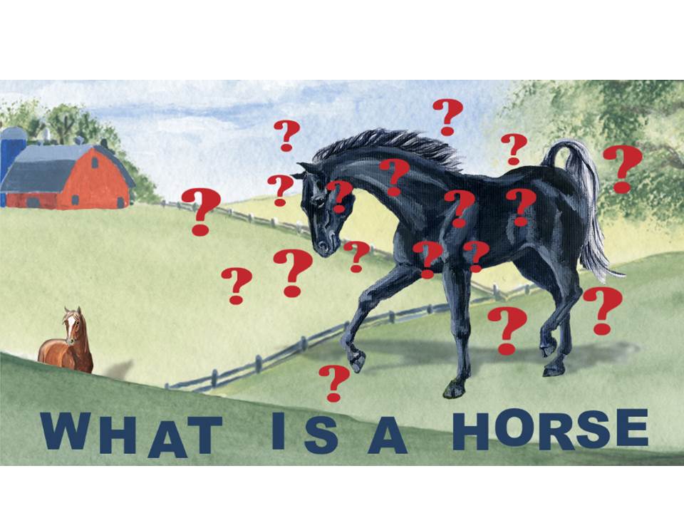 black horse with question marks, what is a horse?