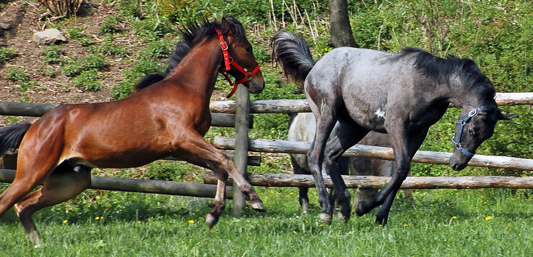 Horse Behaviour and Safety - Two horses in a field