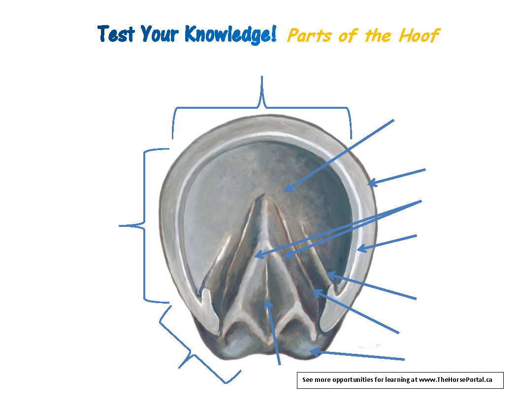 Test Your Knowlege - Parts of the Hoof