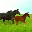 Mares and foal running