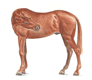 horse diagram biting at flank by artist Ruth Benns