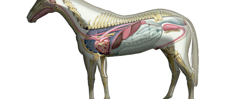 Hands On A Guided Tour Of Equine Anatomy Focus On The Hoof And Leg Postponed The Horse Portal
