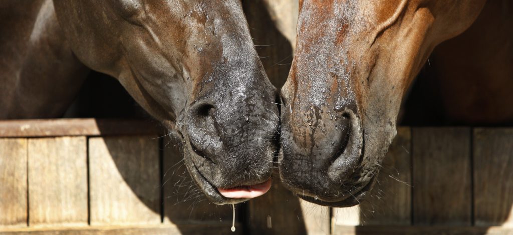 Image of two horses touching noses