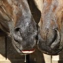 Image of two horses touching noses