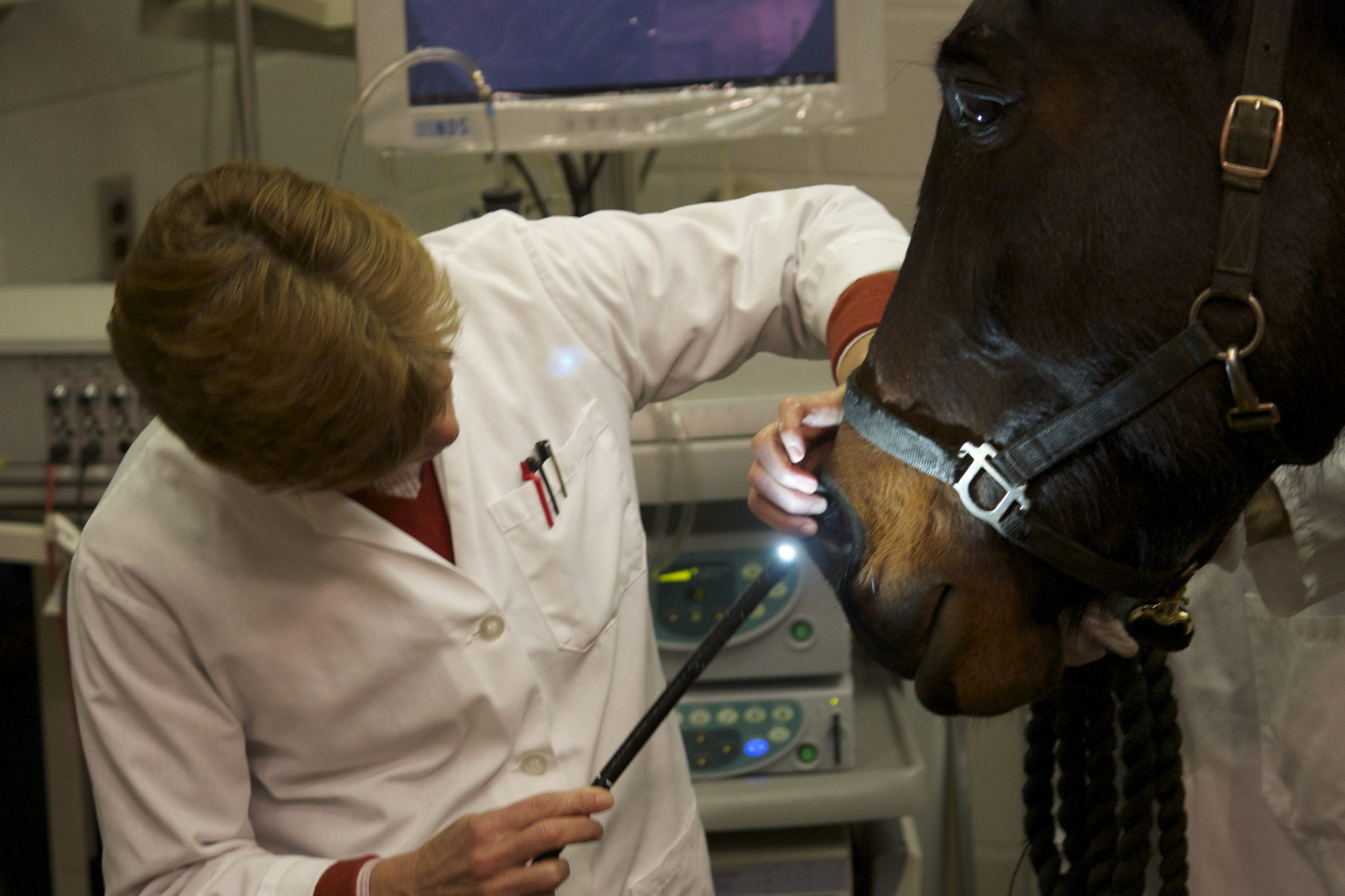 OVC Researcher Contributes to Global Paper on Equine Asthma – The Horse ...