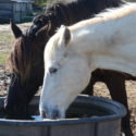 Horses drinking from trough