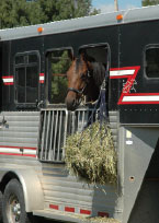horse in a trailer