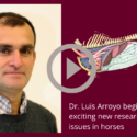Dr. Arroyo is researching gut health and Fecal Transplantation in horses