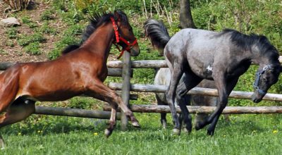 Horse Behaviour & Safety – Fall ’22