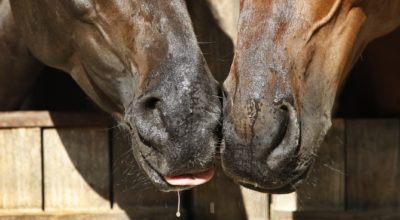 Sickness Prevention in Horses – Fall ’22