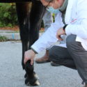 Dr Koch examining a horse leg