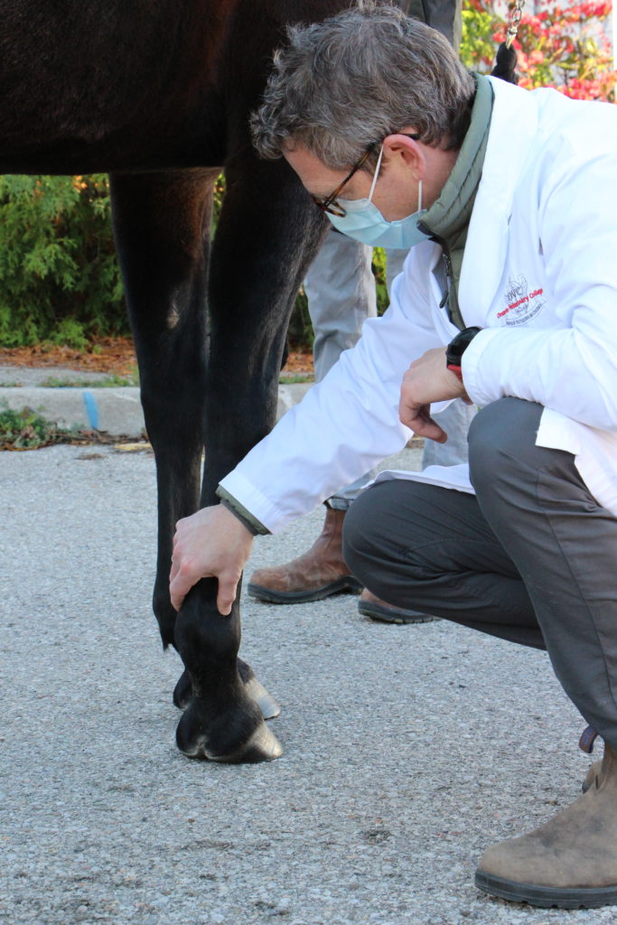 Dr Koch examining a horse leg