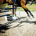 Horse Legs landing side of a jump