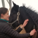 Dr Kristen Frederick gives a vaccination to black New Forest Pony. Photo credit Jackie Zions