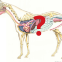 Anatomy of Horse illustration by Ruth Benns