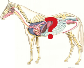 Anatomy of Horse