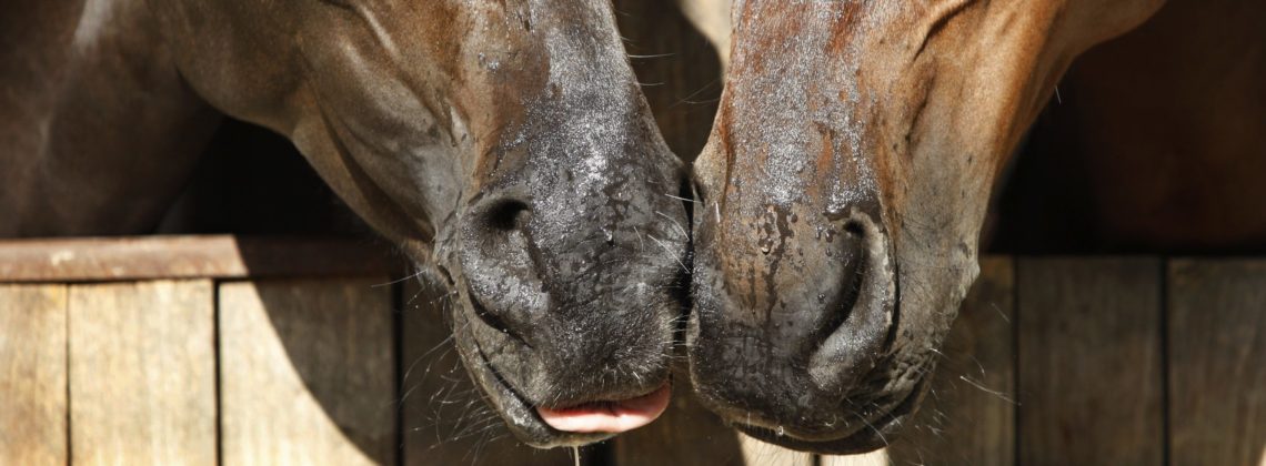 horses touching snotty noses