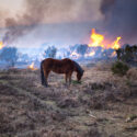 Pony grazing by approaching forest fire