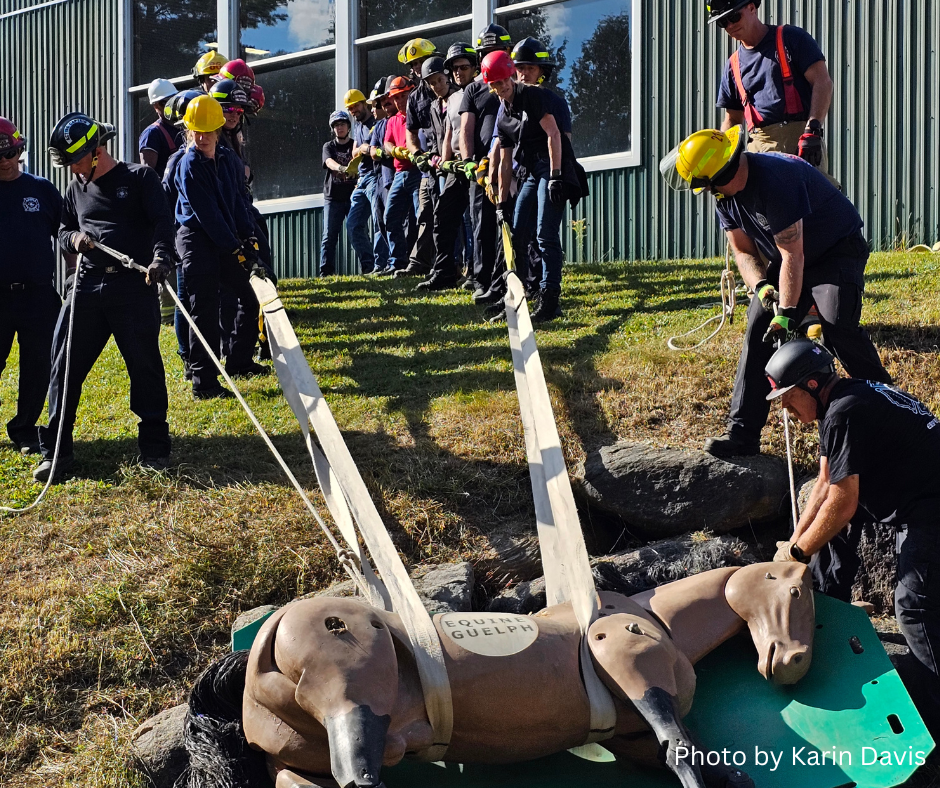 LAER rescue scene with horse on a glide Ashburn ON