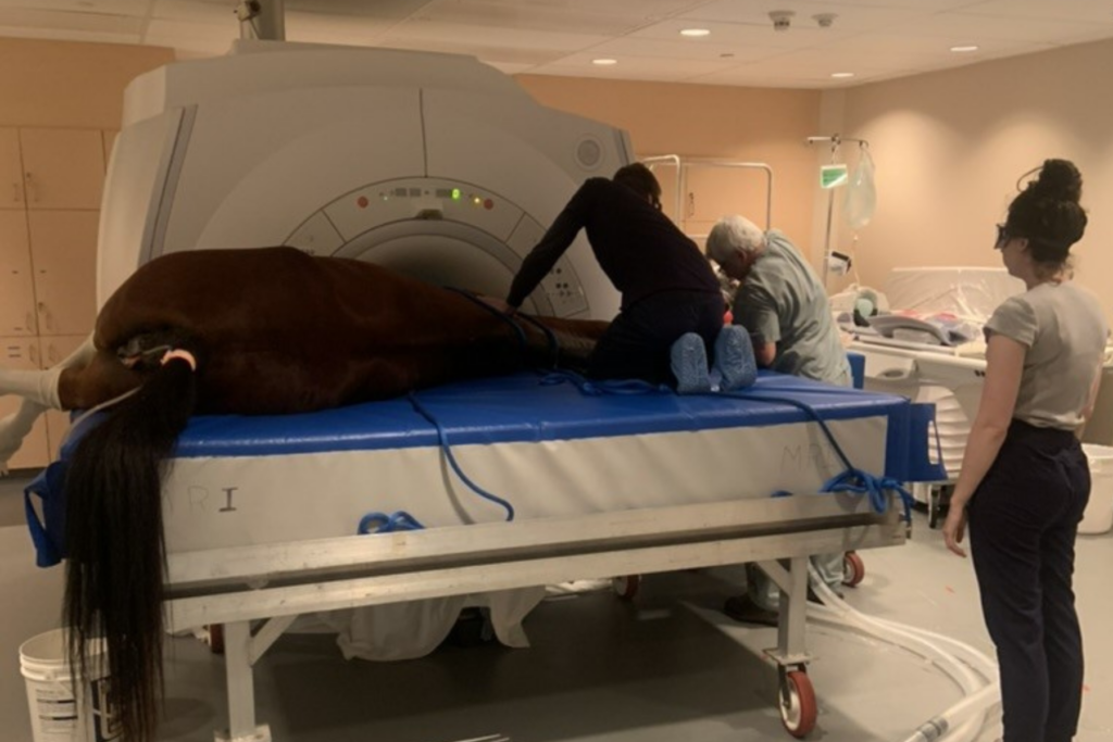 Dr Valverde professor in anesthesia, Connor McCorkell PhD student and Emma Chawner DVM at the Ontario Veterinary College performing MRI imaging on a horse in the OVC Health Sciences Centre.  Photo provided courtesy of Ontario Veterinary College
