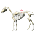 Ruth Benns drawing of Equine Skeleton
