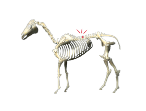 Ruth Benns drawing of Equine Skeleton