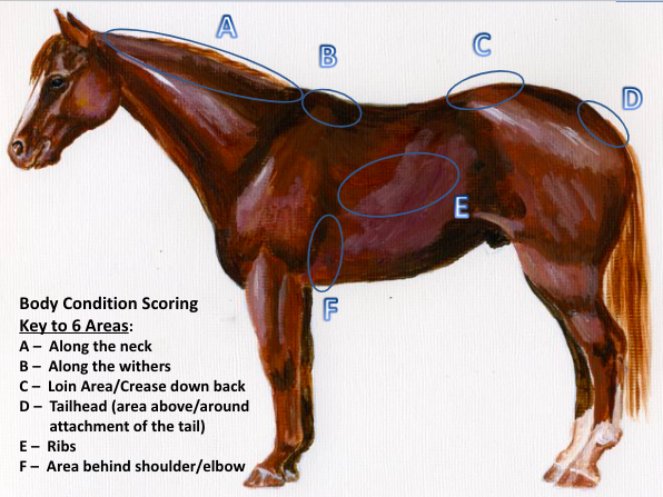 6 Key areas in Equine Body Condition Scoring
