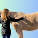 Learn how to Body Condition Score your horse.
