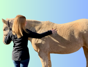 Learn how to Body Condition Score your horse.
