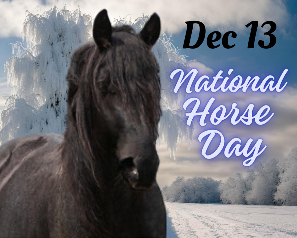 National horse day black horse in winter 