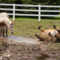 horses frolicking in mud