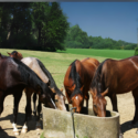 horses drinking at a water trough